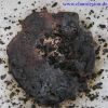 Bild: Bengalisches Feuer (rot)