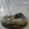 Bild: Schwarze Lava