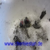 Bild: Entzünden von Haushaltszucker